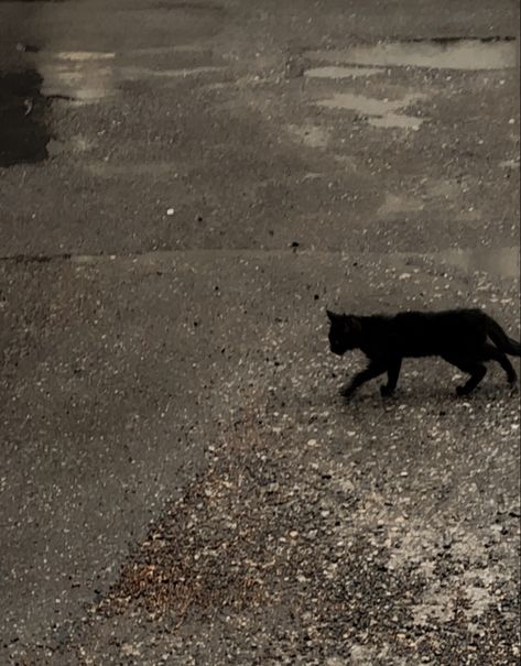 Cat,aesthetic,cute,black City Cat Aesthetic, Stray Cat Aesthetic, Stray Aesthetic, Black Cat Walking, Cat Aesthetic Cute, Cat Core, Rainy Street, Black Cat Aesthetic, Cat City