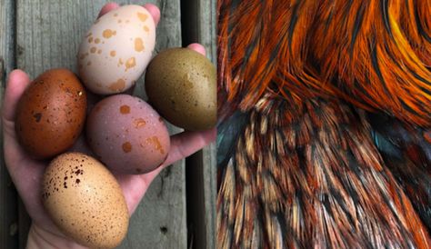 Black Copper Marans Abound At May Blooms Acreage - Hobby Farms Copper Maran, Maran Chickens, Mulch Around Trees, Black Copper Marans, Fancy Chickens, Speckled Eggs, Pieces Of Clothing, Backyard Chicken Coops, Farm Fresh Eggs