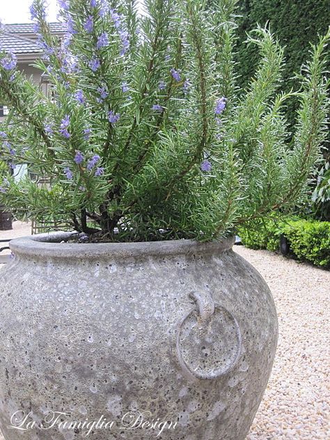 In our garden: Tuscan Blue Rosemary - Monica Hart La Famiglia Design Tuscan Planters, Tuscan Blue Rosemary, Garden Tuscany, Stoop Decor, Tuscany Style, Tuscan Garden, Tuscan Landscaping, Irvine California, Tuscan Design