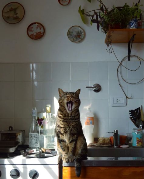 #aesthetic Katt Grejer, Bohemian Kitchen, Cat Photography, Cat Person, Silly Cats, Pretty Cats, 귀여운 동물, Animals Friends, Cat Lady