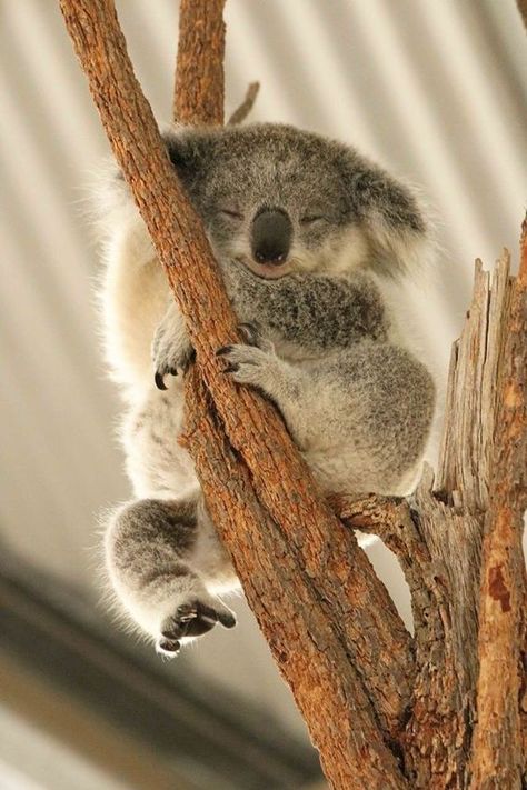 #rescue #koalababy #wildlifecarers#australiankoalafoundation #koalarescue #savethekoalas #koalalove #australia #visitaustralia #koalasofinstagram #australiananimals Koala Bear Aesthetic, Koala Aesthetic, Koala Wallpaper, Aesthetic Wildlife, Koala Cake, Koala Cute, Koala Marsupial, Koala Tattoo, Koala Drawing