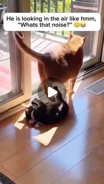 Happy Animals Funny, Weird Animals Funny, Funny Animal Videos Can't Stop Laughing Hilarious, Funniest Animal Videos Hilarious, Animal Funny Videos, Funny Fat Animals, Funny Animal Videos Can't Stop Laughing, Funny Videos Of Animals, Cute Animal Videos Funny