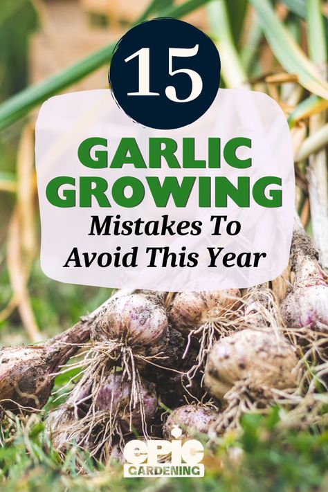 Close up of a pile of freshly picked garlic cloves from the garden Planting Garlic In Fall, Growing Garlic From Cloves, When To Harvest Garlic, When To Plant Garlic, Harvest Garlic, Plant Garlic, Growing Vegetables At Home, Hardneck Garlic, Harvesting Garlic