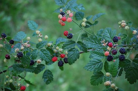 "Rubus Ursinus goes by all of these common names: Pacific blackberry Trailing blackberry California blackberry California dewberry Pacific dewberry Douglas berry It is a very tasty blackberry, native to the regions shown in the last image. It is a low-growing & vining plant with only tiny thorns. Rubus family seeds (raspberry & blackberry types) have a hard shell and need special care to germinate. Basically Stratify - refrigerate for 1-3 months  Scarify - Place in Hot (not boiling) water, let c Blackberries Aesthetic, Blackberry Vine, Tree Reference, Flowers Reference, Blackberry Bush, Raspberry Bush, Berry Bushes, Full Body Tattoo, Cascade Mountains