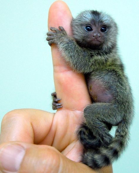 15 Times Humans Decided to Compare Things and Blow Our Mind Affenpinscher Puppy, Finger Monkey, Pygmy Marmoset, Affenpinscher Dog, Marmoset Monkey, Tiny Monkey, Pet Monkey, Baby Monkey, Baby Puppies