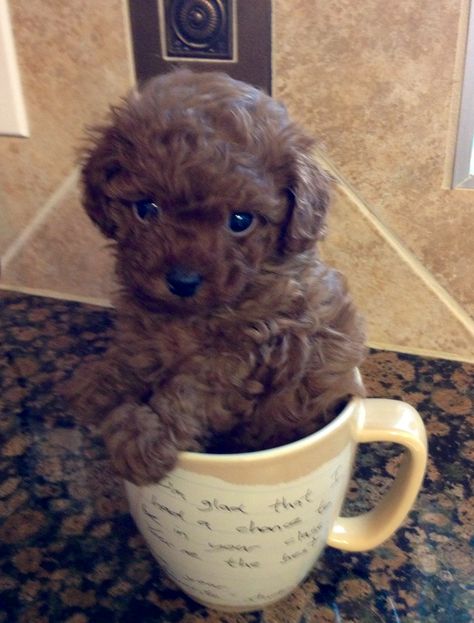 little teacup poodle! <3 Teacup Poodle Puppies, Teacup Poodle, Tea Cup Poodle, Bulldog Breeds, Teacup Puppies, Poodle Puppy, Sweet Dogs, Toy Poodle, I Love Dogs