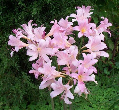 Cedar Tree, Lily Plants, Cedar Trees, Landscape Plans, Perennial Garden, Bulb Flowers, Planting Bulbs, Lily Flower, Photo Location