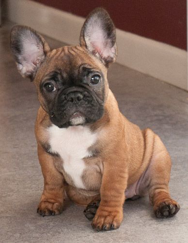 OMG!!  This is the MOST BEAUTIFUL Frenchie I have ever seen.  I would love to have one with these markings. Anjing Bulldog, Cele Mai Drăguțe Animale, Bulldog Francese, Francia Bulldog, Bulldog Puppies For Sale, Cute French Bulldog, French Bulldog Puppy, French Bulldog Puppies, Bulldog Puppies