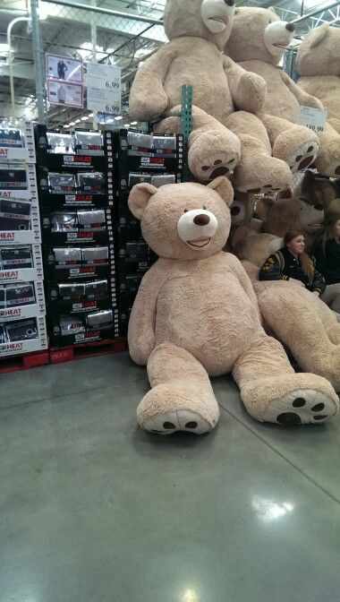 8 feet tall teddy bear @costco Massive Teddy Bear, Costco Bear, Huge Teddy Bears, Cute Little Things, Food Obsession, Teddy Bears, Bears, Snoopy, Teddy Bear