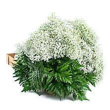 Gypsophila and Leatherleaf (10 bunches) Wilted Flowers, Flowers Last Longer, Flower Care, Flower Food, Sams Club, Sam's Club, Ocean Breeze, Nature Design, Flower Gift