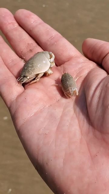 Ocean Life on Instagram: "👉SAND FLEAS👈⁣⁣ Tag a friend who'd love this!⁣⁣⁣ Video by @oceans.unknown⁣⁣ ⁣⁣ You can find sand fleas on almost any sandy beach. There are tons of them along the Southern California beaches. You can dig them out of the sand. They are also really good for fish bait. Lots of fun for kids, and to scare your little sister 😉⁣⁣ ⁣⁣ #sandfleas #marinelife #socalbeaches #labeaches #ocean #sea #marineconservation #fishbait #losangeleswildlife #oceanlife" Sand Fleas, California Beaches, Fish Bait, Southern California Beaches, Video Nature, She Sells Seashells, Marine Conservation, Fun For Kids, Ocean Lover