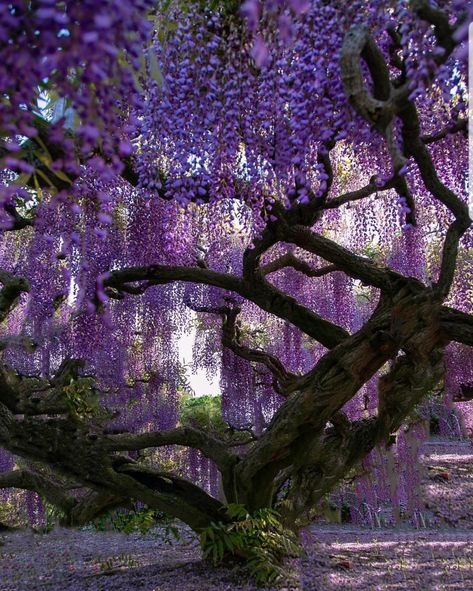 Ashikaga Flower Park, Flower Park, Wisteria Plant, Wisteria Tree, Purple Wisteria, Purple Trees, Japan Aesthetic, Unique Trees, Alam Yang Indah