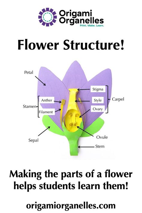 Learn the parts of a flower and what they do with our paper model! A perfect springtime activity. Flower Biology, Flower Parts, Giant Paper Flower, Flower Structure, Science Physics, Primary Science, Flower Model, Teaching Biology, Parts Of A Flower