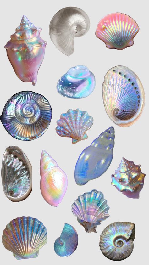 Seashell Reference, Sea Shell Aesthetic, Sea Shells Aesthetic, Beads Drawing, Seashell Aesthetic, Shell Collage, Shell Ideas, Graphic Shapes Design, Yearbook Themes