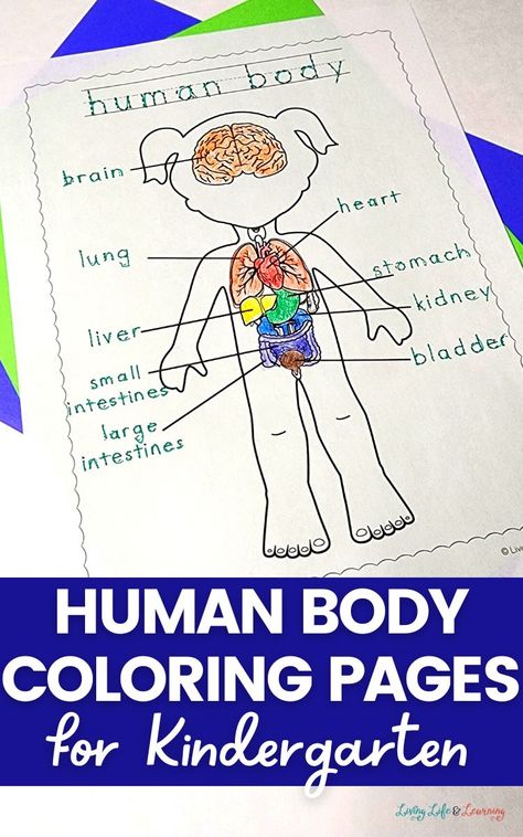 Human Body Printables Free, Human Body Homeschool Activities, Human Body Kindergarten Free Printables, My Body Coloring Page Preschool, Human Body Coloring Pages, Human Body Activities For Kids, Body Coloring Pages, Human Body For Kids, Human Body Crafts