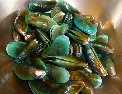 Green shell mussel Green Mussels, Green Lipped Mussel, Mussel Shell, Glucosamine Chondroitin, Frozen Seafood, Essential Fatty Acids, Protein Sources, Omega 3, Fatty Acids