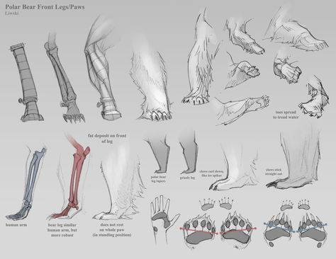 ✤ || CHARACTER DESIGN REFERENCES | 解剖 •  علم التشريح • анатомия • 解剖学 • anatómia • एनाटॉमी • ανατομία • 해부 • Find more at https://www.facebook.com/CharacterDesignReferences & http://www.pinterest.com/characterdesigh if you're looking for: #anatomy #anatomie #anatomia #anatomía #anatomya #anatomija #anatoomia #anatomi #anatomija #animal #creature || ✤ Paw Drawing, Bear Drawing, Anatomy Sketches, Animal Study, Art Tumblr, Animation Reference, Anatomy Drawing, Bear Paws, Bear Art