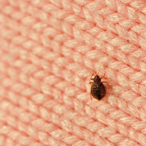 Signs Of Bed Bugs, Bed Bug Spray, Rid Of Bed Bugs, Carpenter Ant, Household Pests, Best Pest Control, Flea Prevention, Bug Control, Bees And Wasps