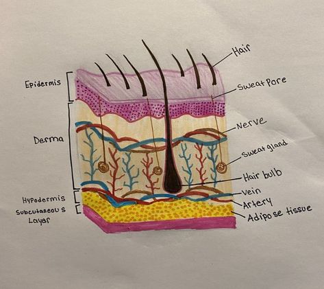 How To Study Anatomy, Heart Diagram, Medical Assistant Student, Skin Anatomy, Integumentary System, Basic Anatomy And Physiology, Nurse Study Notes, Study Tips For Students, Bullet Journal Mood Tracker Ideas