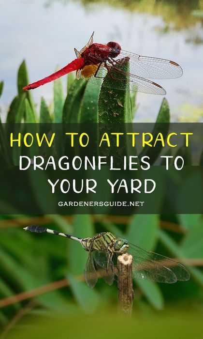 Dragonfly Habitat, Attract Dragonflies, Garden Bugs, Garden Insects, Meteor Garden 2018, Magic Garden, Garden Route, Chinese Garden, Garden Pests