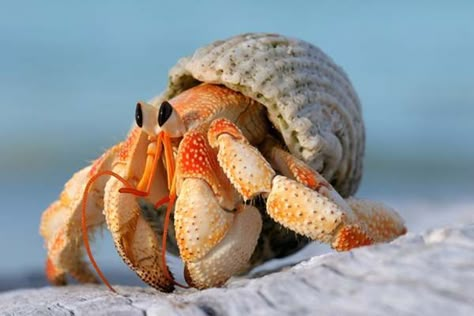 How To Learn To Speak To An Unusually Wise Hermit Crab | Crabs animal, Hermit crab, Crab Pet Aesthetic, Pet Memes, Animal Study, Beautiful Sea Creatures, Hermit Crab, Aquatic Animals, Cute Animal Photos, Ocean Creatures, Cute Animal Videos