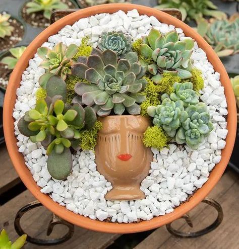 Succulent Arrangements Diy, Indoor Succulent Planter, Red Succulents, Succulent Bowls, Succulent Display, Decorative Pebbles, Purple Succulents, Succulent Landscaping, Succulent Art