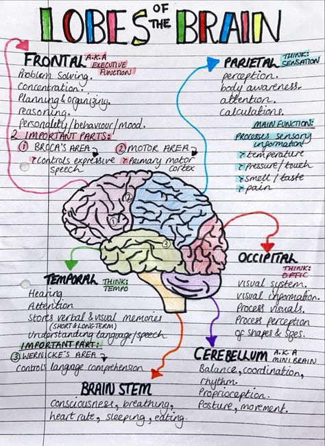 Brain Anatomy And Physiology, Nursing Anatomy Notes, Anatomy Of Brain Notes, Neuro Anatomy Notes, Neurobiology Notes, Anatomy Nursing Notes, Brain Notes Anatomy, Nursing Notes Anatomy And Physiology, Biology Brain Notes