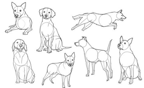 How to draw a dog - Quora Dog Figure Drawing, Dog Poses Reference Drawing, Dog Reference Poses, Dog Drawing Base, Dog Poses Drawing, Dog Anatomy Drawing, Dog Drawing Sketches, Dog Sitting Drawing, Drawing A Dog