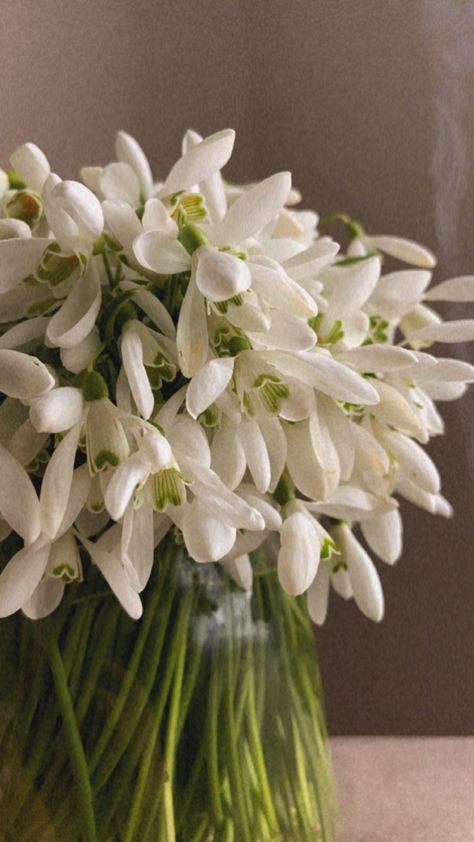 Snowdrop Flower Bouquets, Snow Drop Bouquet, January Flower Bouquet, Snowdrops Aesthetic, Snowdrop Flower Wallpaper, Snowdrop Flower Aesthetic, Snowdrop Aesthetic, Snowdrop Bouquet, Snowdrops Flower