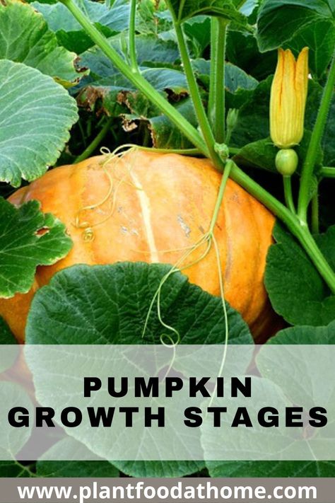 When To Plant Pumpkins, Squash Garden, Pumpkins Growing, Grow Squash, How To Grow Pumpkins, Grow Pumpkins, Growing Squash, Pumpkin Vine, Planting Pumpkins