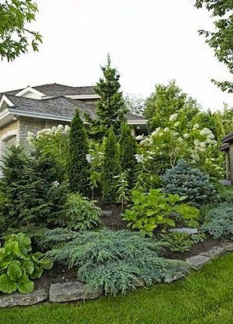 Privacy Fence Landscaping, Evergreen Landscape, Conifers Garden, Landscaping Trees, Evergreen Garden, Small Front Yard Landscaping, Privacy Landscaping, Front Landscaping, Garden Shrubs