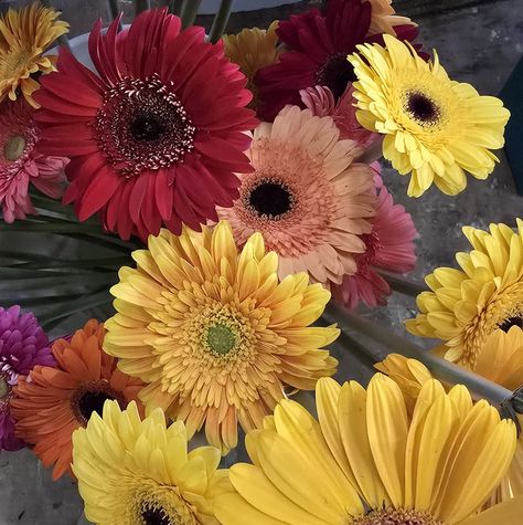 Gerbera daisy's #flowers #freshflowers #davisfloral🌹 Gerbera Daisy Bouquet Aesthetic, Gerber Daisy Arrangements Vase, Pink Gerbera Daisy, Gerbera Daisy Orange, Light Pink Gerbera Daisy, Gerbera Daisy, Fresh Flowers, Daisy, Floral