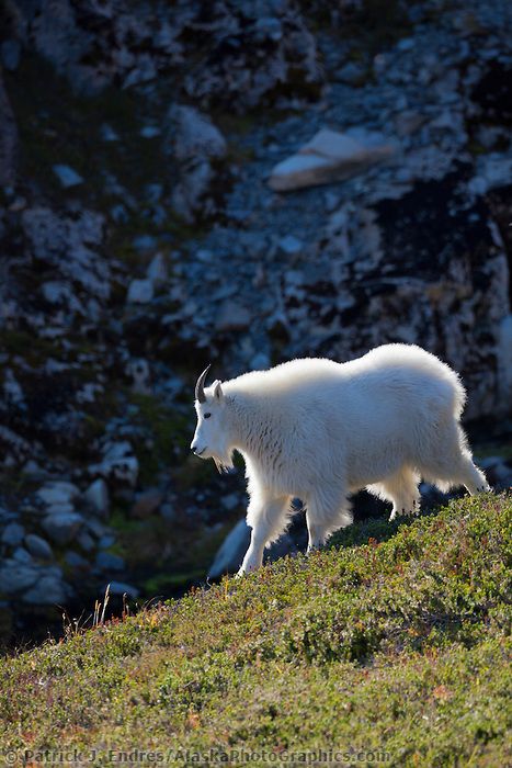 Alaska Animals, North To Alaska, Kenai Fjords National Park, Kenai Peninsula, Alaska Wildlife, Big Horn Sheep, Mountain Goats, Kenai Fjords, Interesting Animals