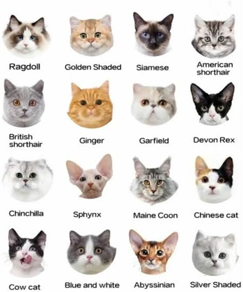 Cat Colors Chart, Cat Types, Types Of Cats Breeds, Cat Breeds List, Cat Breeds Chart, Pet Crafts, Cat Years, Dog Breeds List, Cat Things