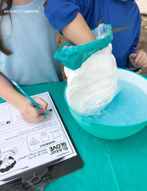 Animal Adaptations Experiments, Adaptations Science, Adaptations Activities, 2nd Grade Science, Arctic Animals Crafts, Simple Classroom, Animal Experiments, Winter Science, Science Experiment For Kids