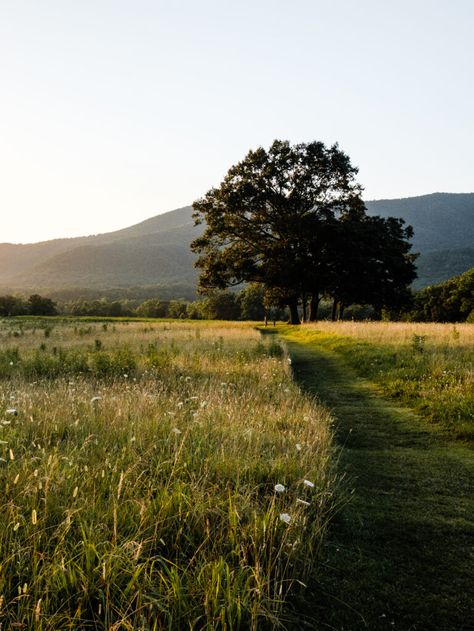 Home - Wildflower Farms Photo Of Landscapes, Open Land Aesthetic, Photos Of Outside, Aesthetic Photos Of Nature, Country Side Aesthetic, Path Aesthetic, Woods Pictures, Photos Of Trees, Pictures Of Trees