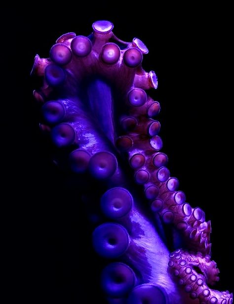 Dark Octopus, Tentacle Hair, Blue Squid Aesthetic, Octopus Anatomy, Purple Octopus, Purple Tentacle Aesthetic, Purple Ocean Aesthetic, Octopus Photography, Neon Octopus