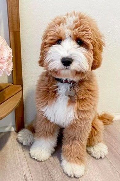 Whoodle Dog, Golden Doodles, Goldendoodle Puppies, Puppy Grooming, Bernedoodle Puppy, Australian Labradoodle, Soft Coated Wheaten Terrier, Dog Things, Wheaten Terrier