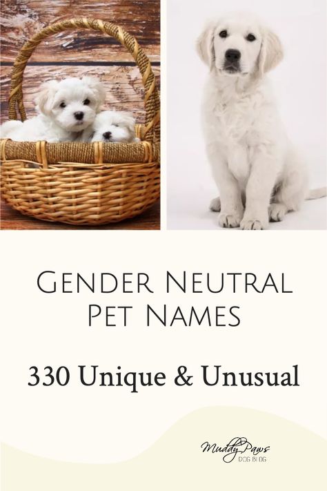 Female Dog Names List, Androgynous Names, Pet Names For Girls, Female Pet Names, Puppy Names Unique, Girl Pet Names, Pet Names For Dogs, Dogs Names List, Cute Animal Names