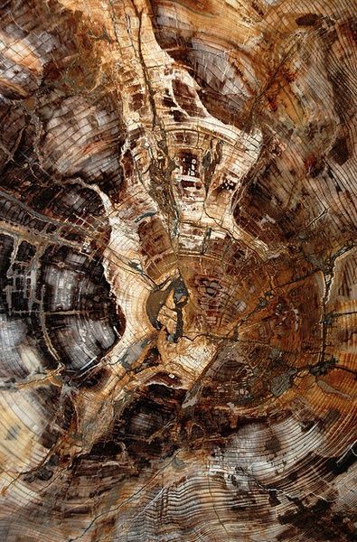 Tree trunk slice Connection To Earth, Express Emotions, Natural Structures, Texture Inspiration, Wood Stone, Mineral Stone, Rocks And Gems, Minerals And Gemstones, Petrified Wood