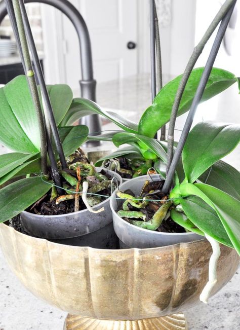 Large Orchid Planter, Large Orchid Arrangement, Orchids In Bathroom, Orchids Arrangements Ideas, Orchid Centerpiece Dining Room, Orchid Centerpiece Diy, Orchid Styling, Orchid Arrangements Centerpieces, Orchid Arrangements Ideas