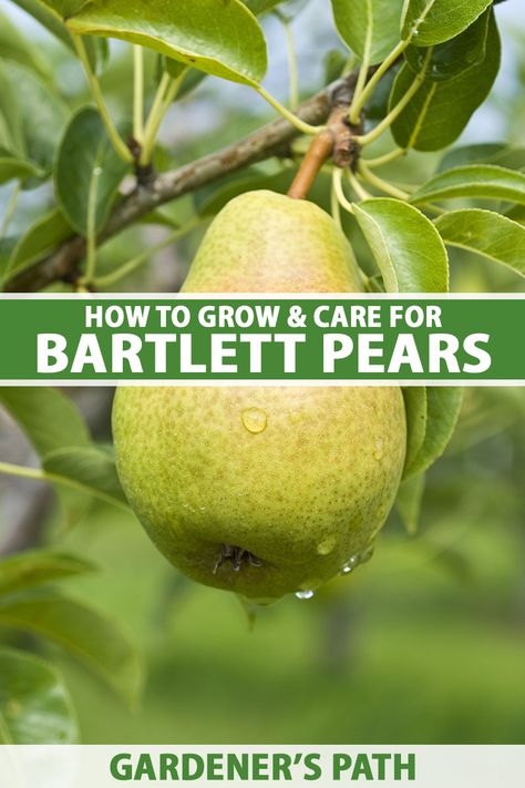 Bartlett Pear Tree, Pear Tree Care, Trees Backyard, Backyard Orchard, Pruning Trees, Fruit Trees Backyard, Farm Orchard, Grow Seeds, Fruit Orchard