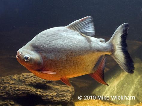 Pacu Fish - It is abundant in Pantanal, the Brazilian wetlands - Its flesh is tasteful - It eats fruits Pacu Fish, Monster Fish, River Monsters, Fishing 101, Fresh Water Fish Tank, Monster Fishing, Cool Fish, Beautiful Sea Creatures, Aquarium Design