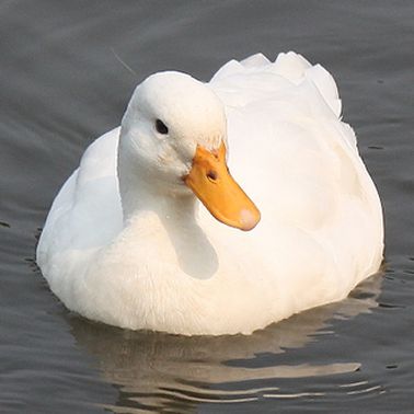 Draw A Duck, Draw A Bird, Pekin Duck, Duck Breeds, Raising Ducks, Duck Drawing, Duck Pictures, What The Duck, Duck Photo