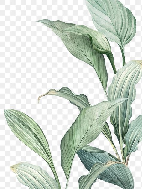 Tropical Leaves Illustration, Leaf Png, Leaves Png, Tropical Background, Tropical Leaves Pattern, Image Transfers, Leaves Illustration, Dark Green Background, Leaf Drawing