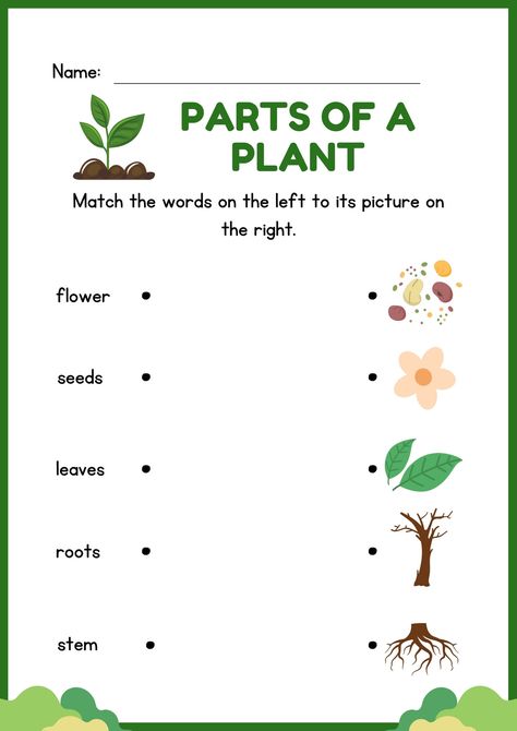 Green and Black Illustrative Parts of a Plant Matching Type Worksheet - Templates by Canva Flower Life Cycle Preschool, Part Of Plants Activities, Parts Of A Plant Worksheet, دورة حياة النبات, Plant Worksheet, Plants Life Cycle Activities, Plant Life Cycle Worksheet, Life Cycles Preschool, Flower Life Cycle