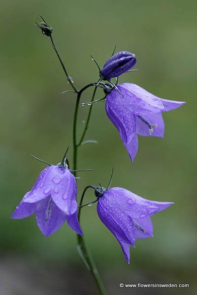 Blue Bell Flowers, Water Droplets, Exotic Flowers, Flowers Nature, Flower Photos, Art Floral, Flower Pictures, Real Flowers, Amazing Flowers