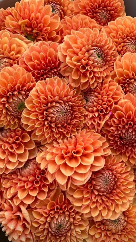 Dahlia Wallpaper Aesthetic, Dahlias Aesthetic, Relax Pictures, Dahlia Wallpaper, Dahlia Orange, Dalia Flower, Orange Dahlias, Front Yard Flowers, Orange Dahlia