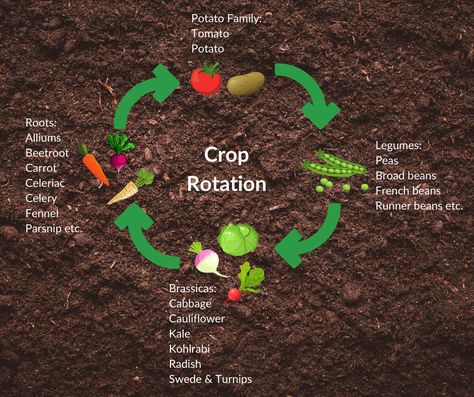 Organic Agriculture, Urban Garden Design, Runner Beans, Future Garden, Broad Bean, F H, Crop Rotation, Apartment Garden, Parsnips