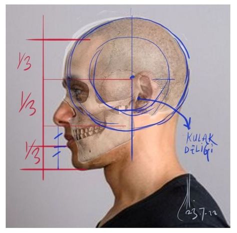 Skull Side View, Head Structure, Head Proportions, Side View Drawing, Skull Anatomy, Head Anatomy, Face Study, Human Anatomy Drawing, Skulls Drawing